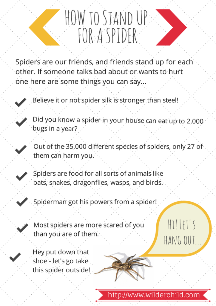 How to stand up for a spider. And how to stop being scared of them if you are!