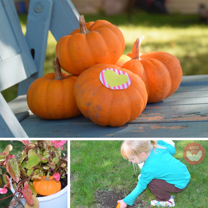 Organizing a pumpkin hunt 