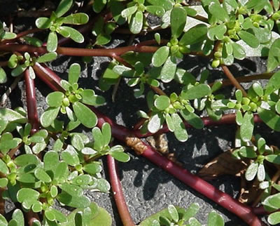 purslane wild edible plant