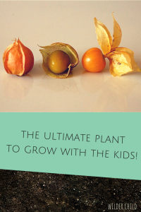 The best plant to grow with kids in the garden