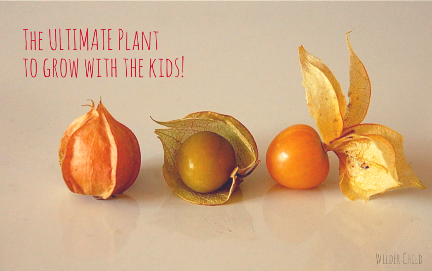 The One Plant You HAVE to Grow With Your Kids This Season