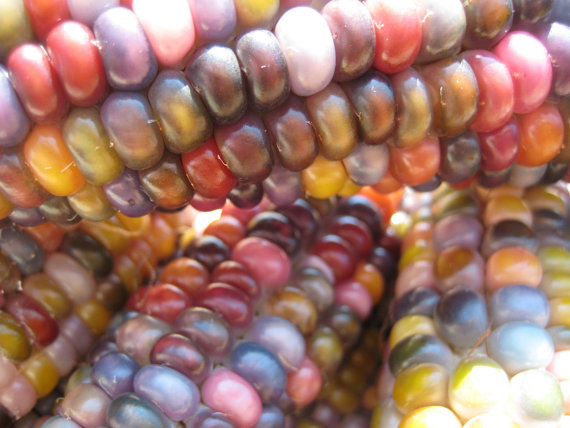 Heirloom Glass Gem Indian Corn