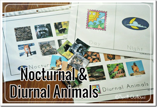 Learning nocturnal animals lesson for kids