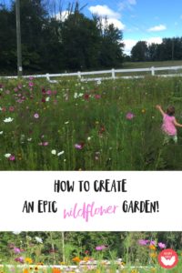 How to plant a wildflower garden